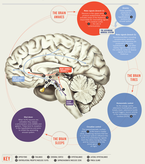 The Science Behind Sleep: How It Cleanses Toxins from the Brain